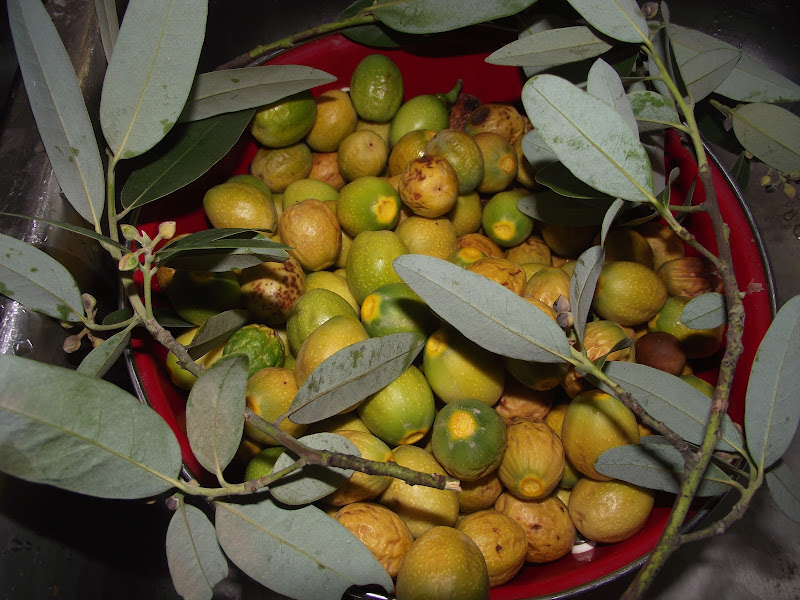 Medicinal and Edible Plants California Bay Laurel nuts Umbellularia